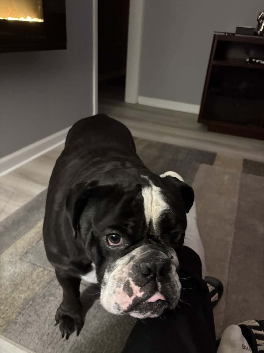 Bruno English Bulldog image 1