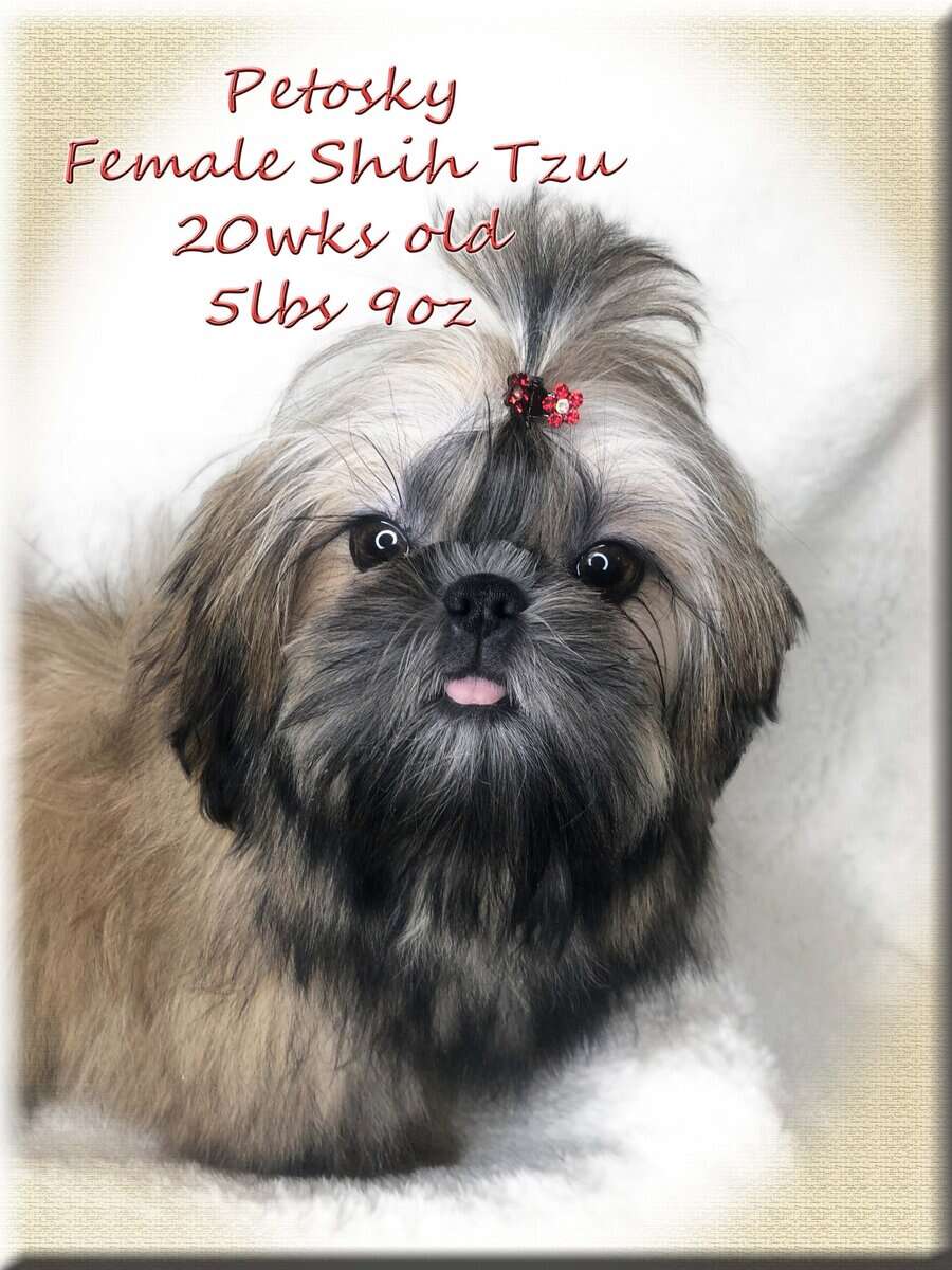 Shih Tzu ~ Precious Female ~Quality ~Irresistible image 2