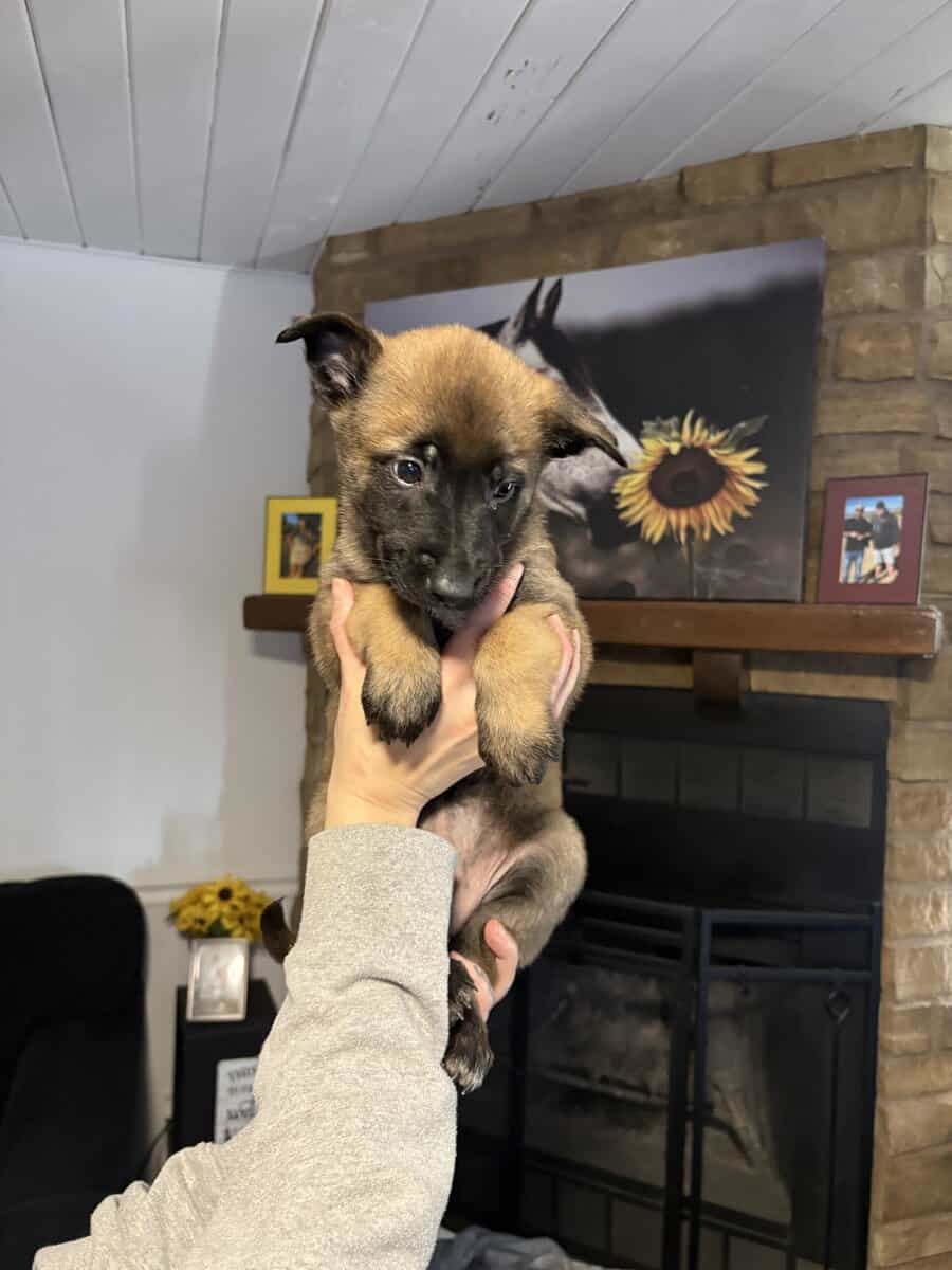 Belgian Malinois puppies image 1