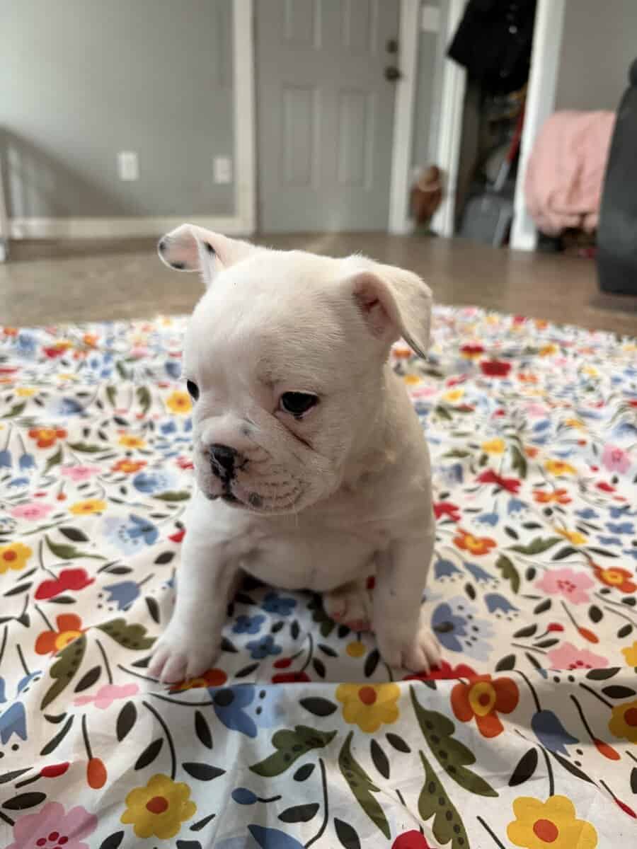 French English Bulldog puppies image 14