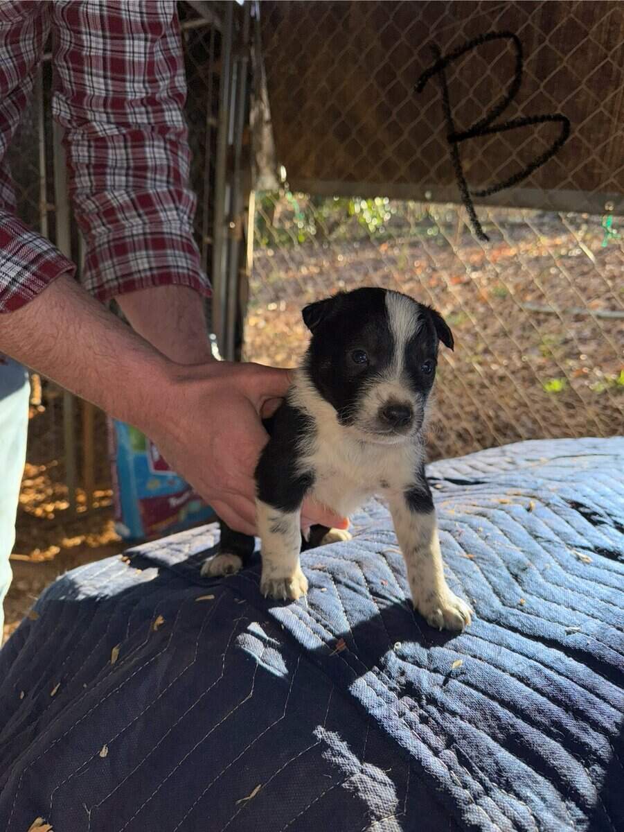 Border Collie/ Australian Shepard mix puppies image 4