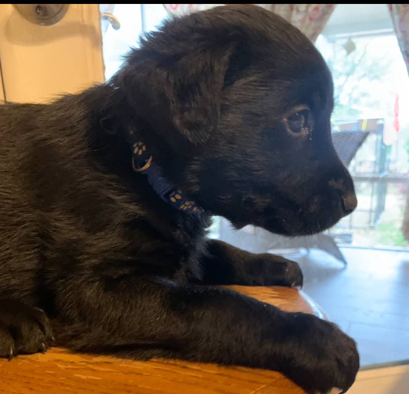 Labrador Retriever Puppies image 7