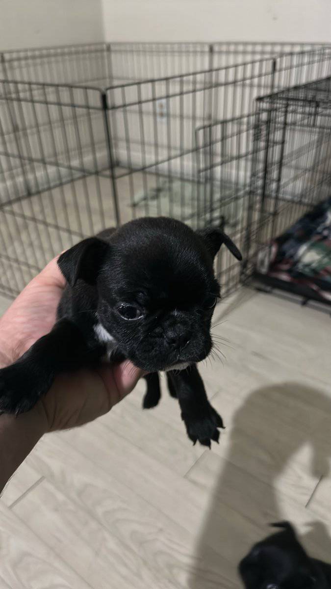 Bugg Puppies image 18