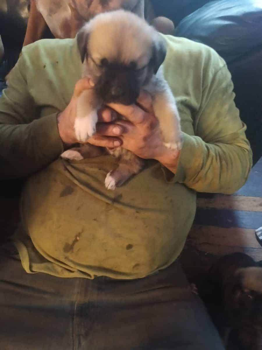 Puppy for a forever home image 2