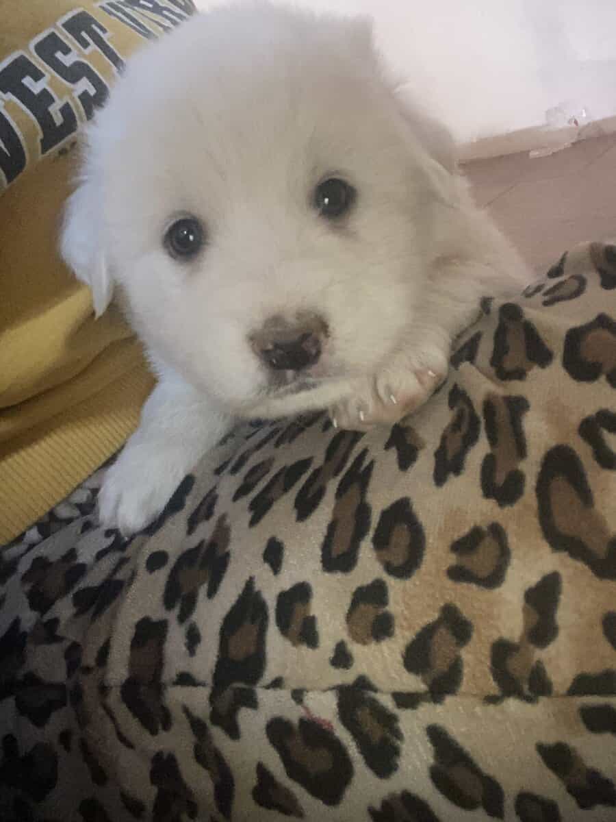 Great pyrennese puppies image 7