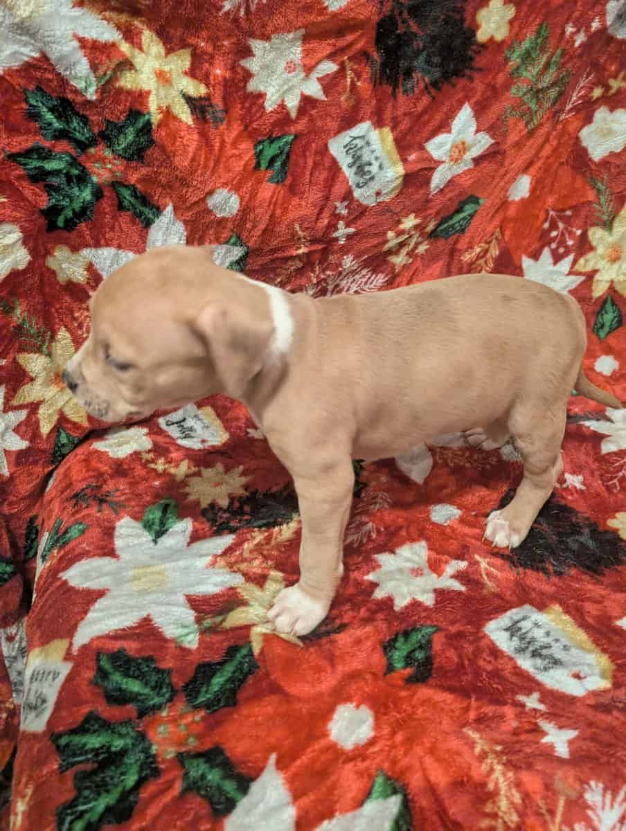 American bully puppies image 8