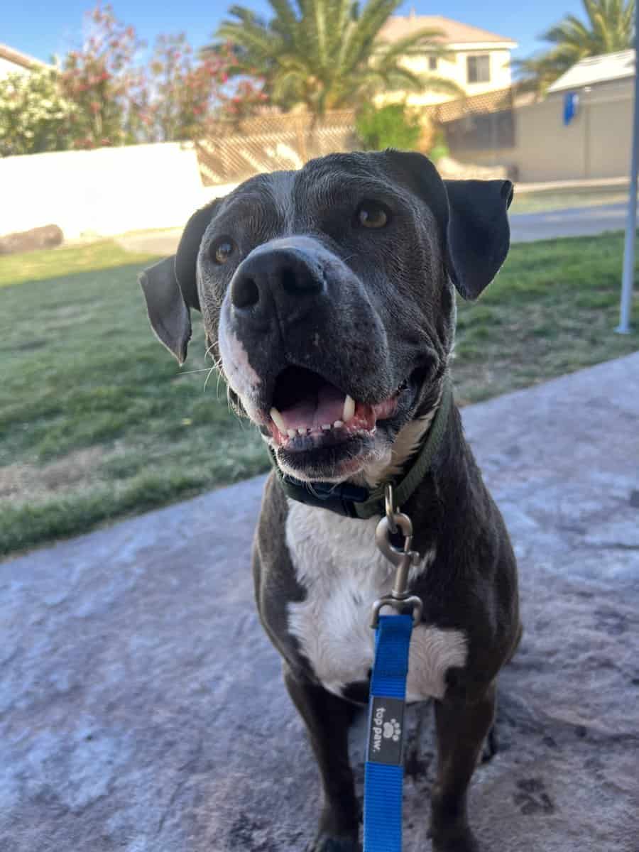 Bluenose Pitbull image 4
