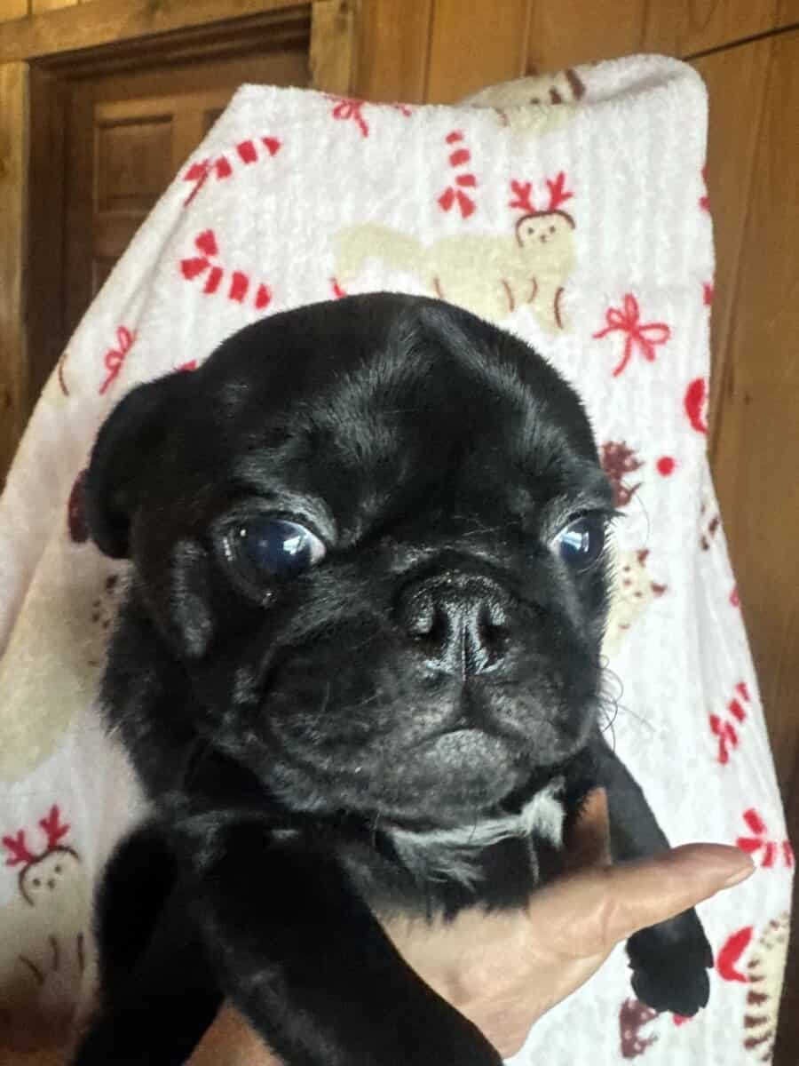 Pug Puppies image 1