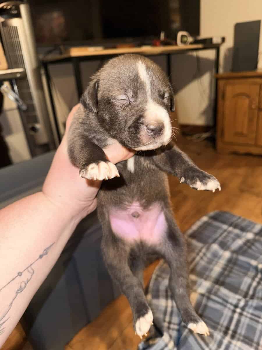 Male Puppies image 2