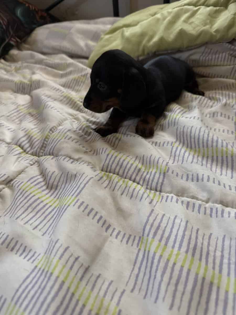 Daschund puppies image 6