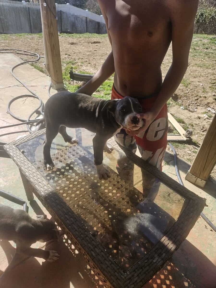 Cane corso pit mix/ image 5
