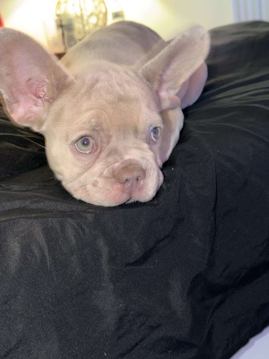 Beautiful Cream French Bulldog Female image 2