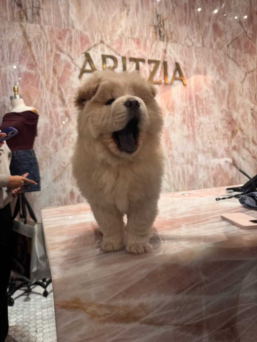 Chow chow for sale image 1