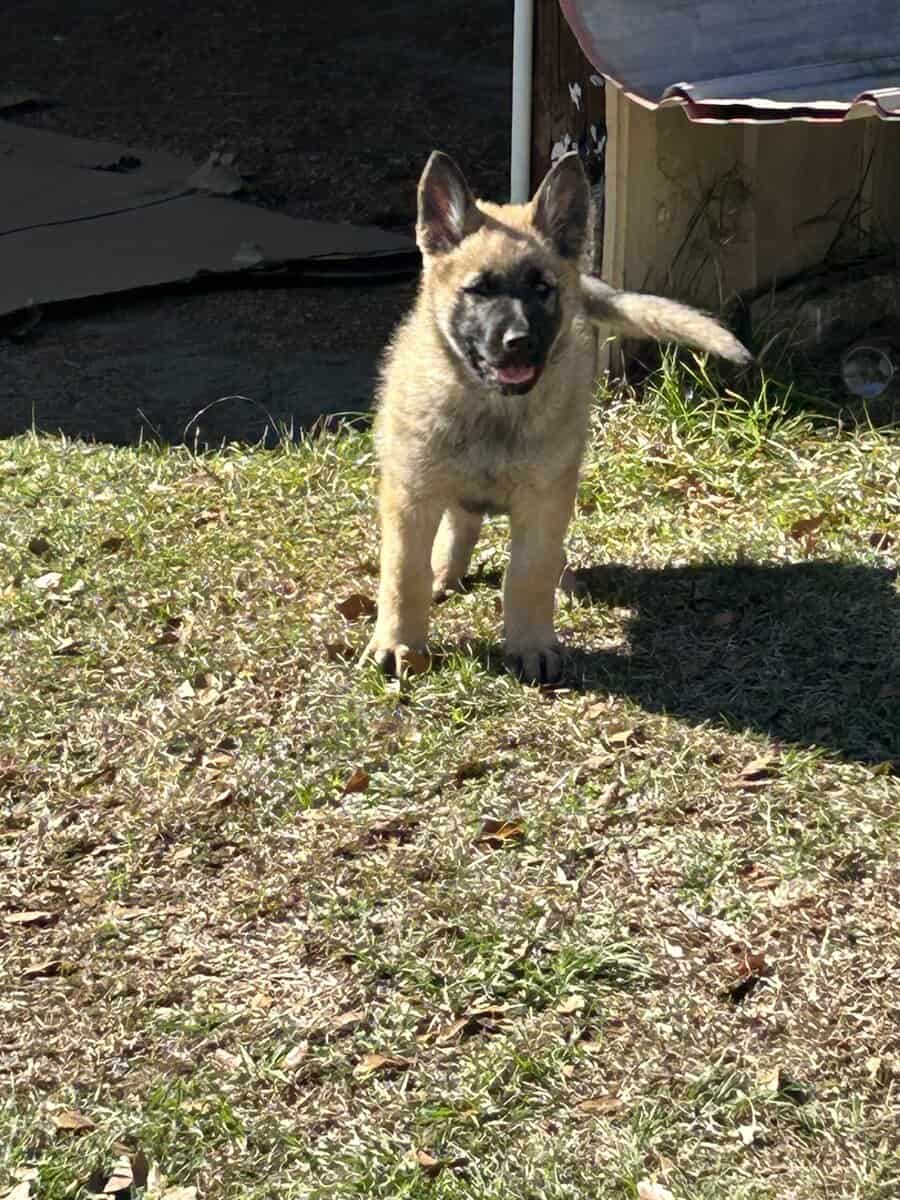 German Shepherd Puppies image 5
