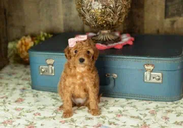 Mini labradoodle female puppy in Indiana (Violet)