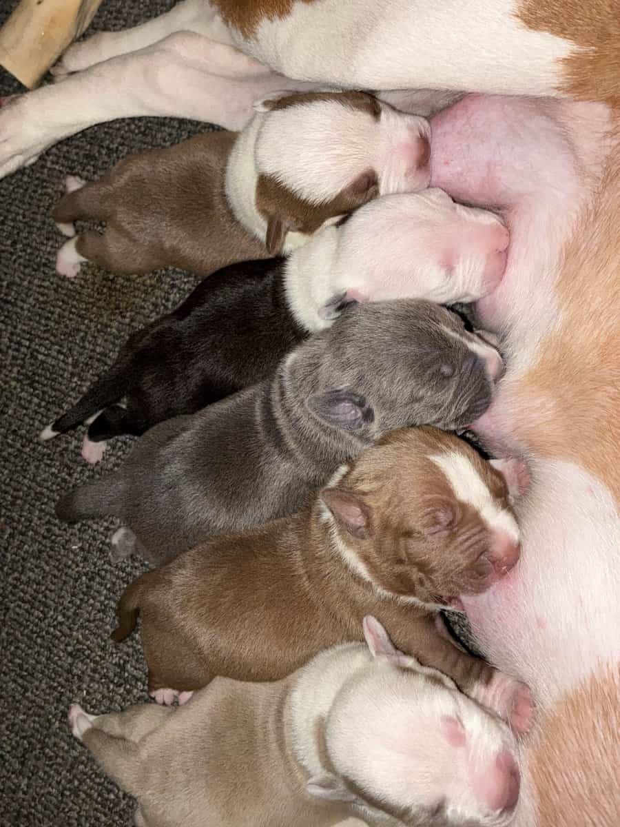 Beautiful American Staffordshire Terrier Puppies. image 2