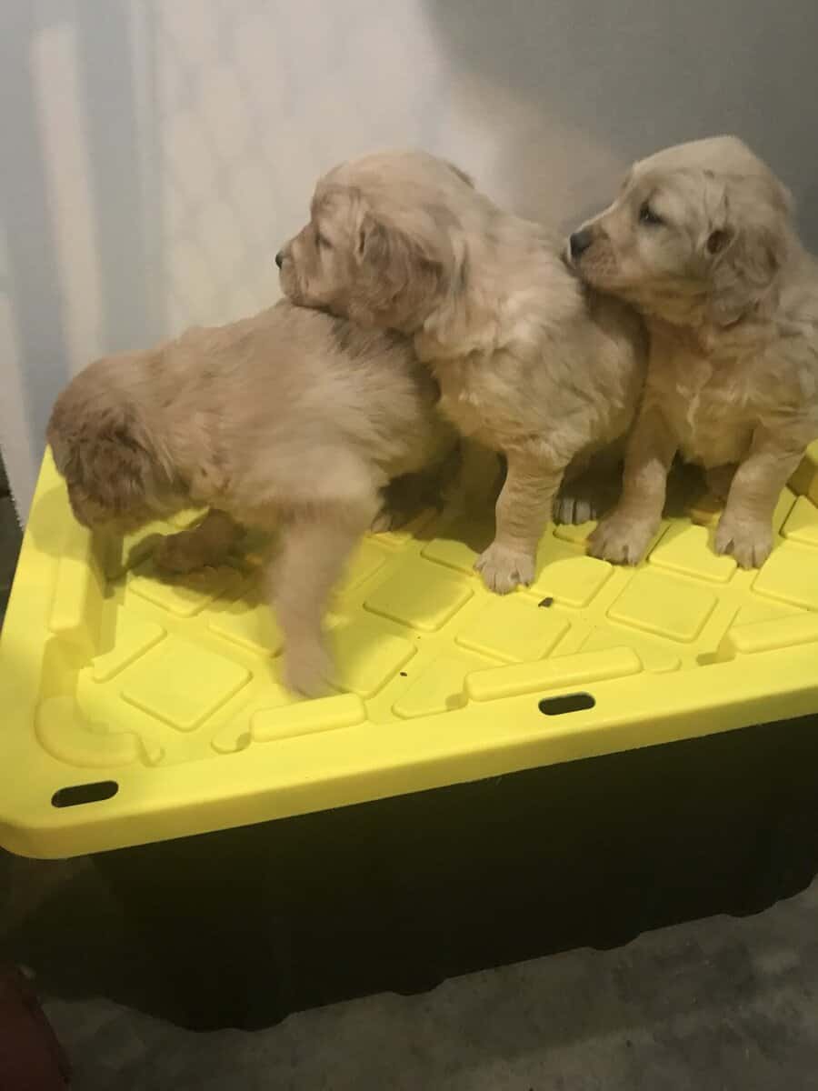 Fluffy golden retriever puppies image 4