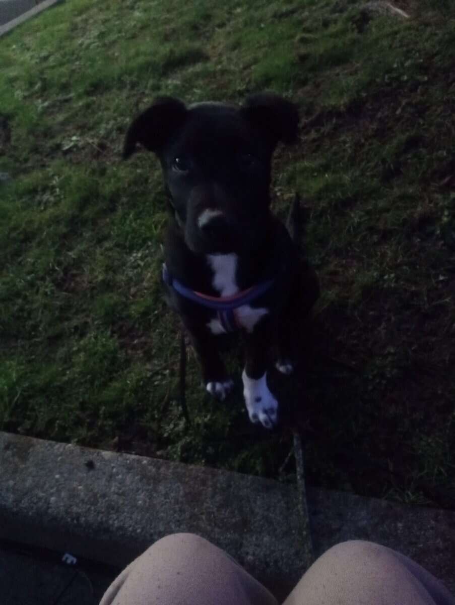 Rehoming my puppy image 2