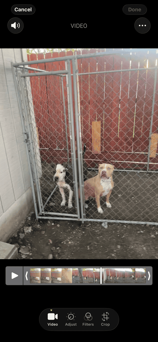 Bully pups image 1