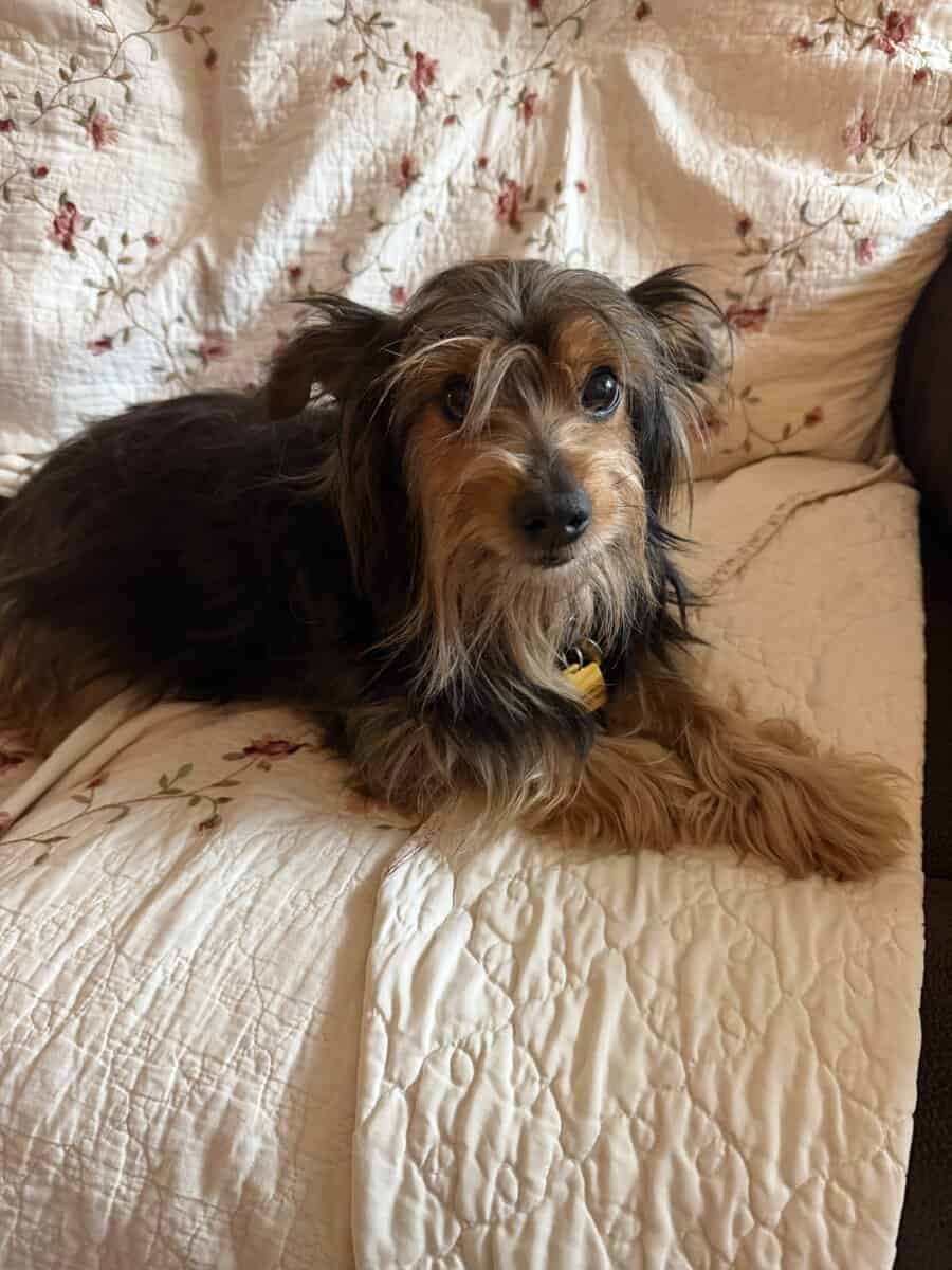 6 yr Yorkie/Terrier mix image 2
