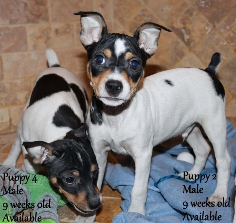 Rat Terrier Puppies (Arizona) image 2