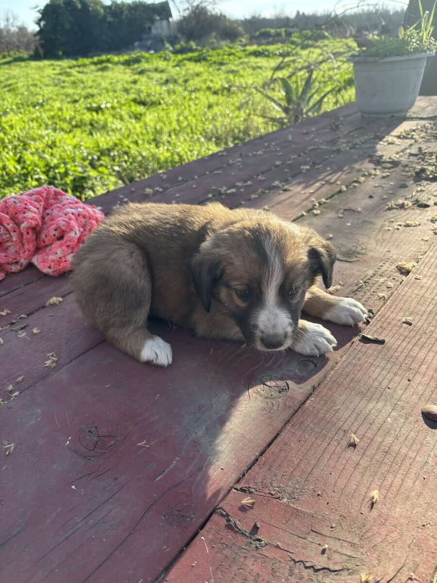 Australian Shepard/Border Collie puppies available image 6