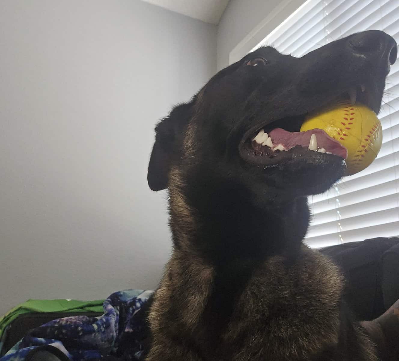 Rehoming Belgian Malinois image 4