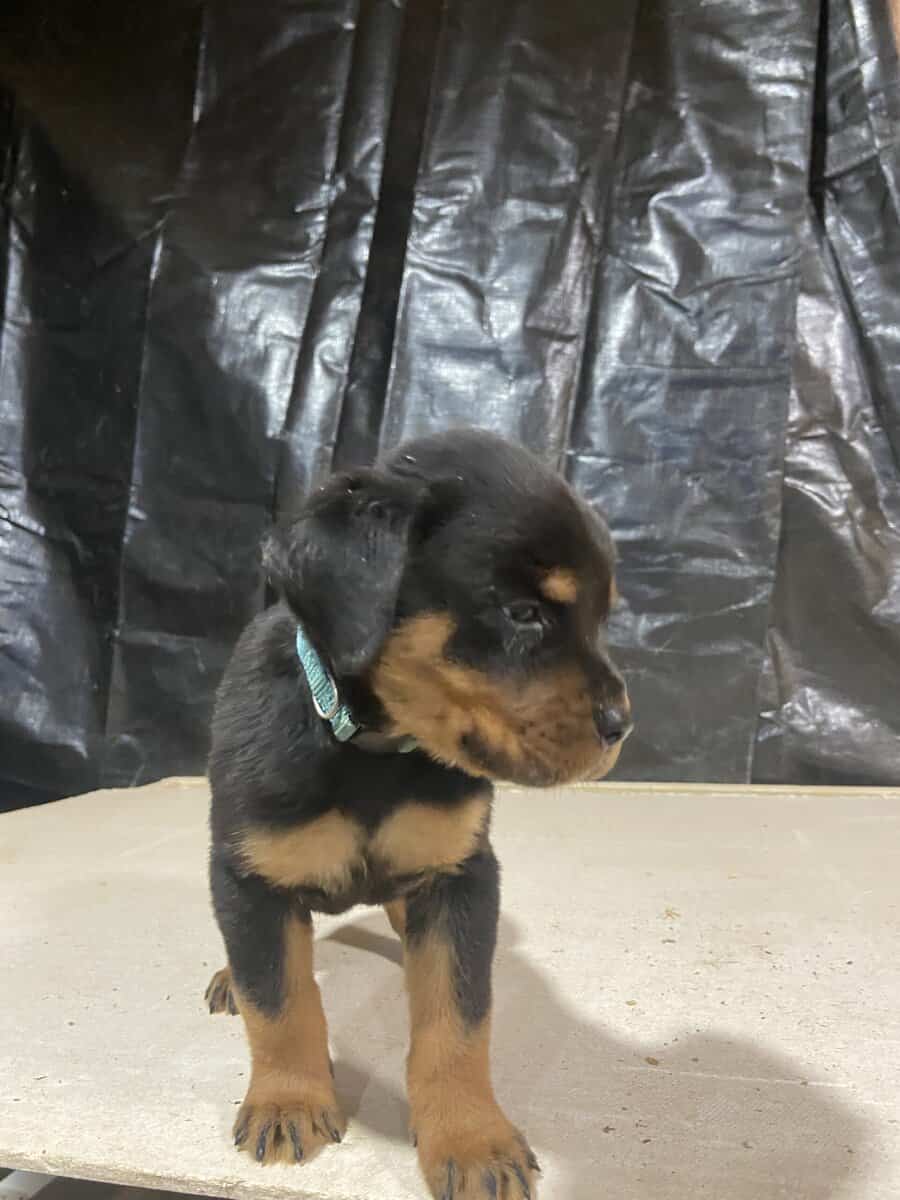 breeder image 2
