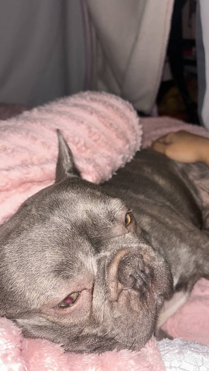 Frenchie image 4