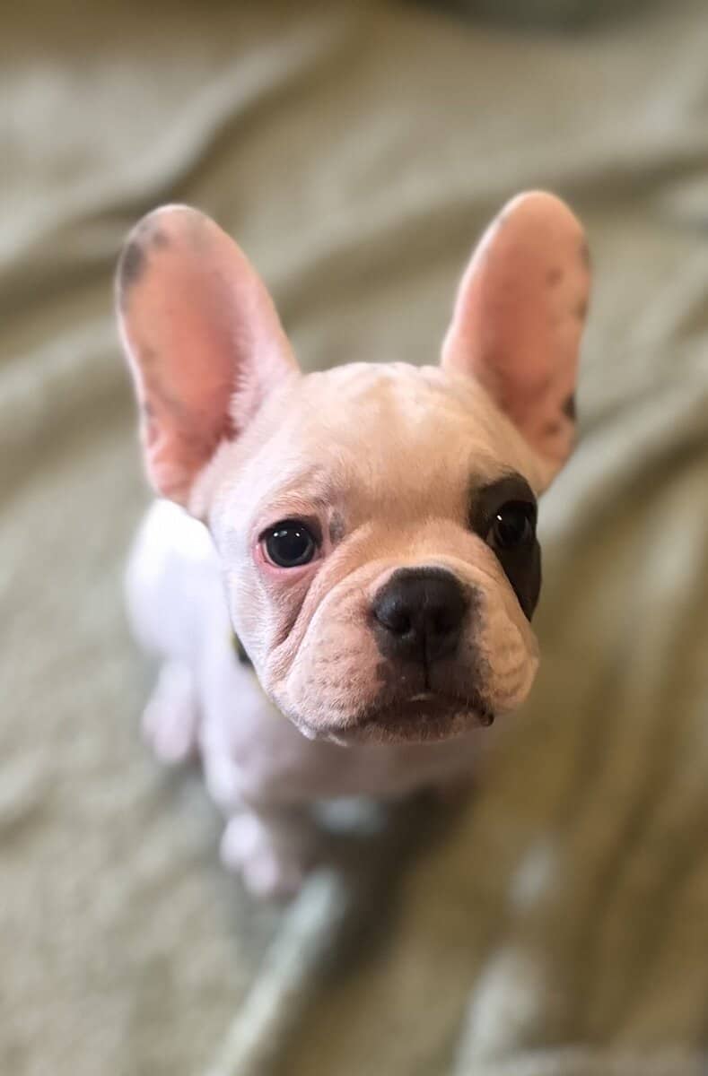 French Bulldog puppies image 1