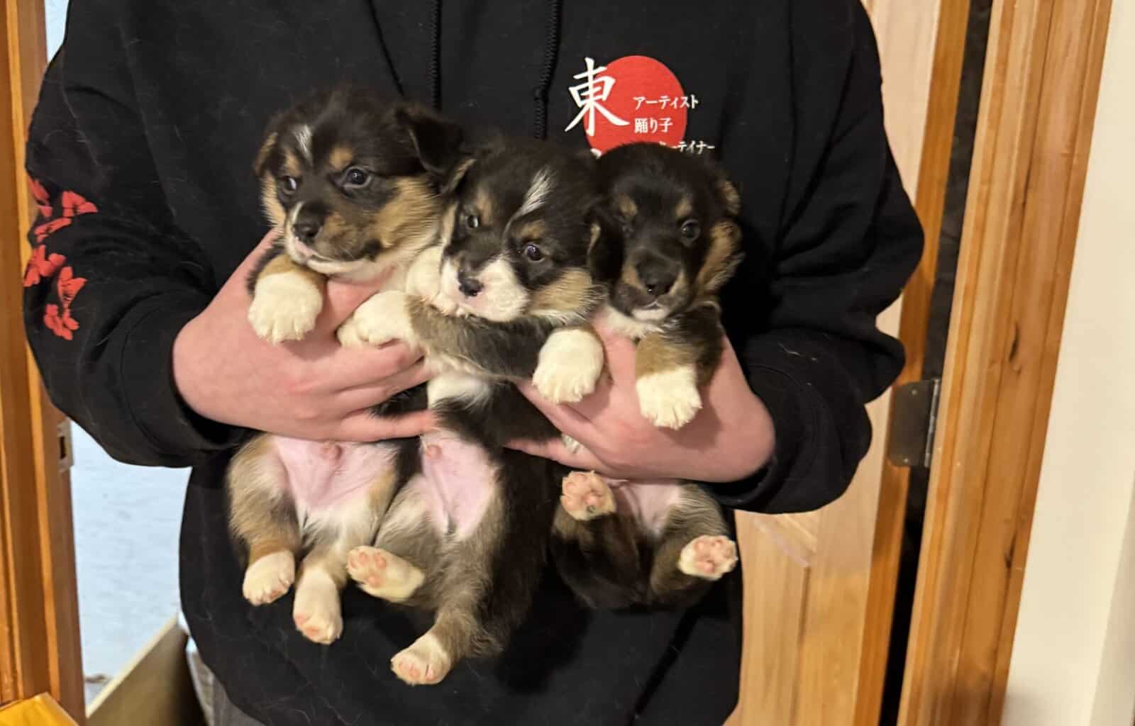 Corgi pups image 1