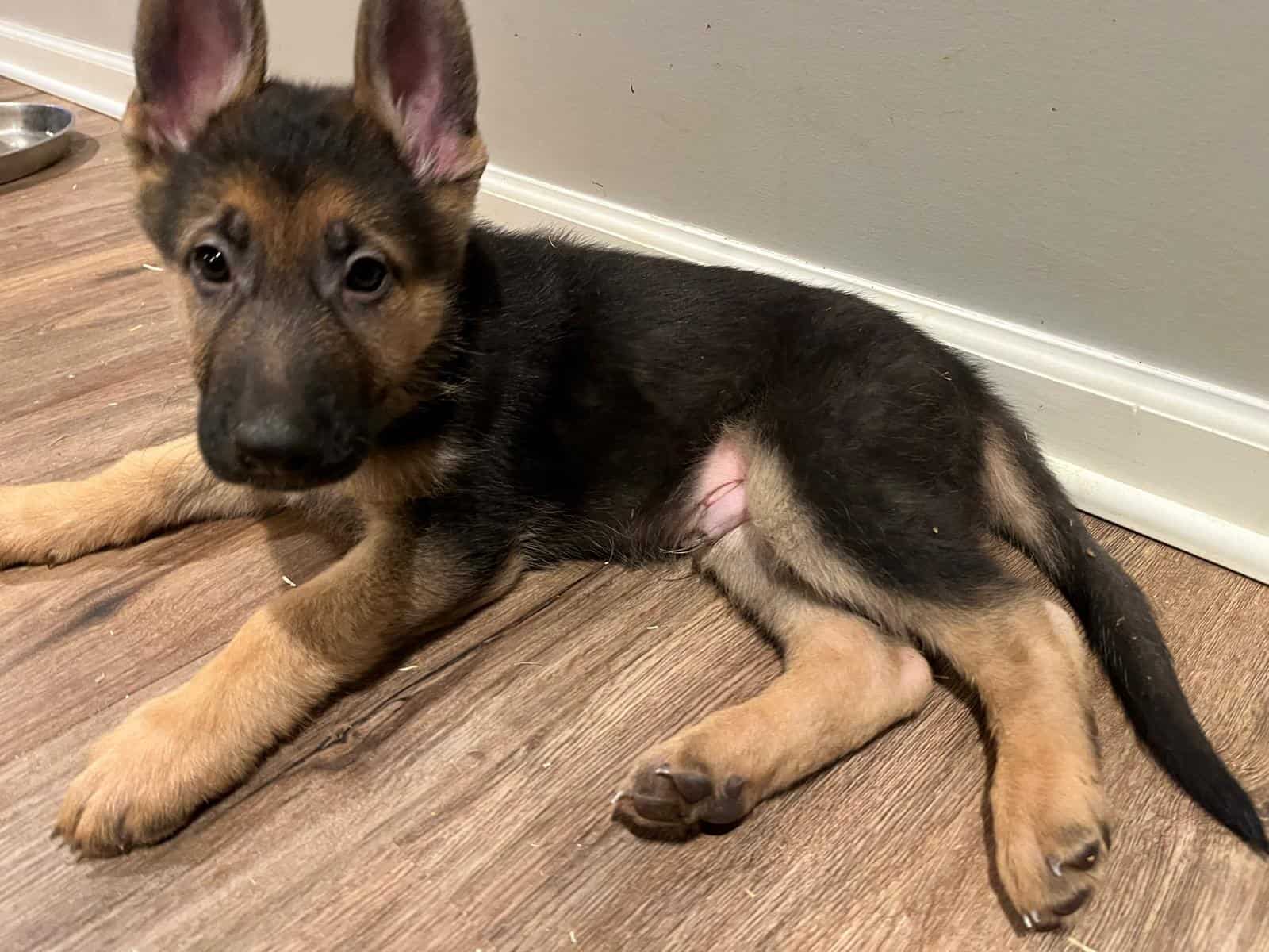 German shepherd puppies image 1