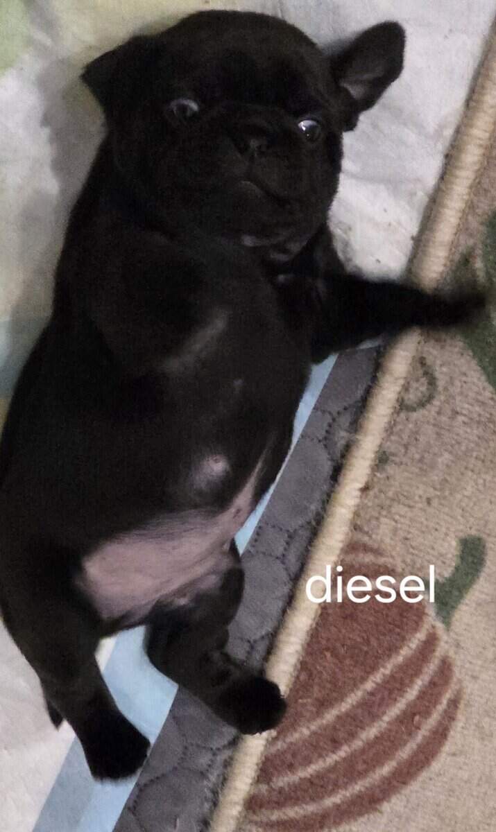 Pug puppies image 6