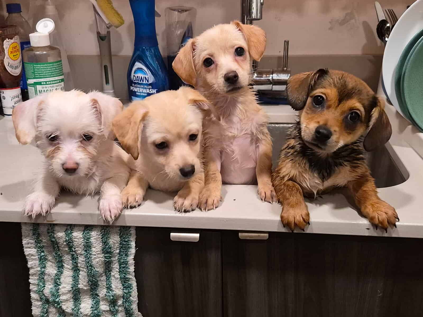 shih tzu chihuahua puppy mix image 4