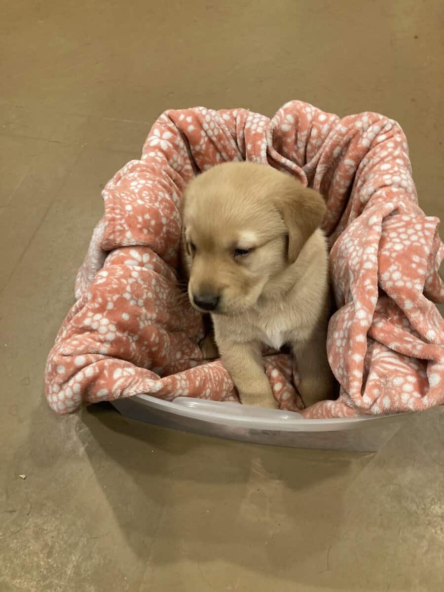 Lab mix puppies image 15