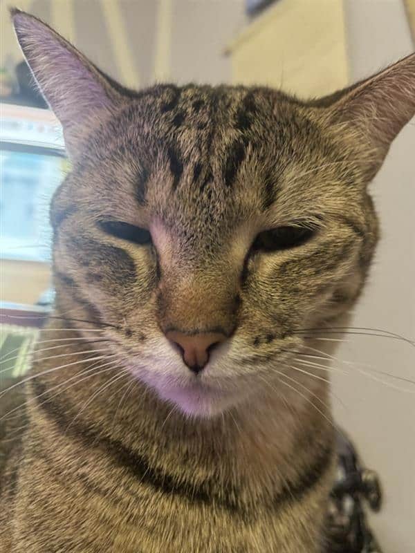 Looking for a forever home for loving cats image 1