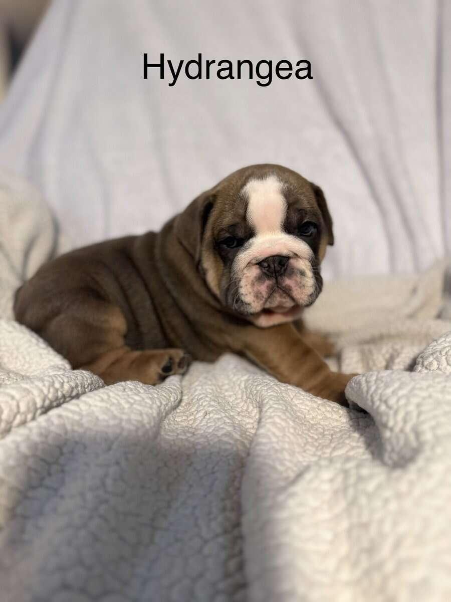 🐾 **Adorable English Bulldog Puppies ** 🐾 image 2