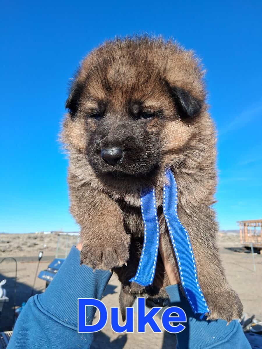 AKC German shepherd puppies image 1