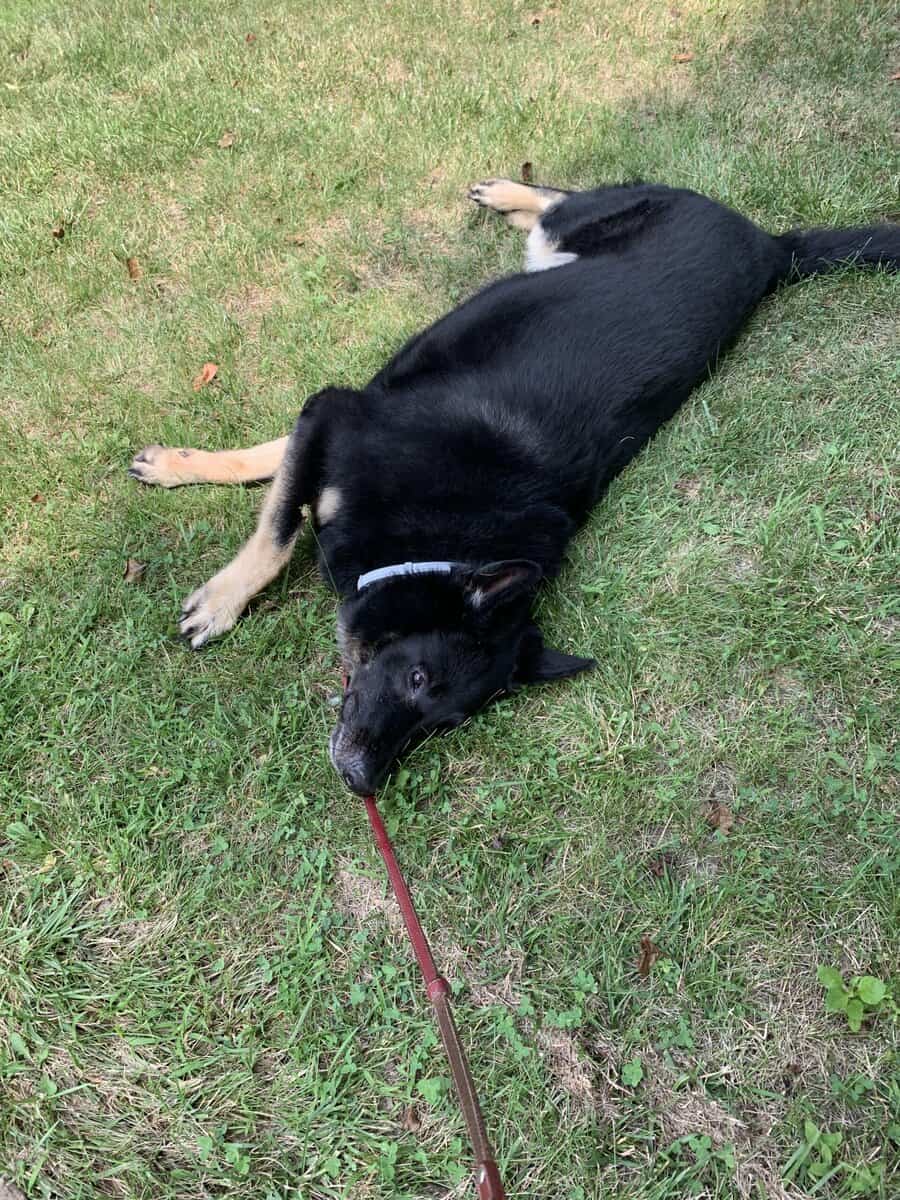 looking for home for my German Shepherd image 3