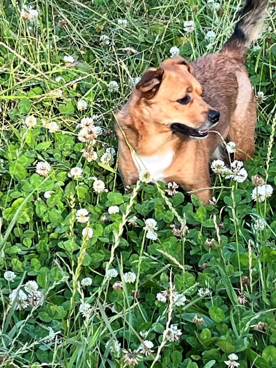IN NEED OF A FOREVER HOME image 1