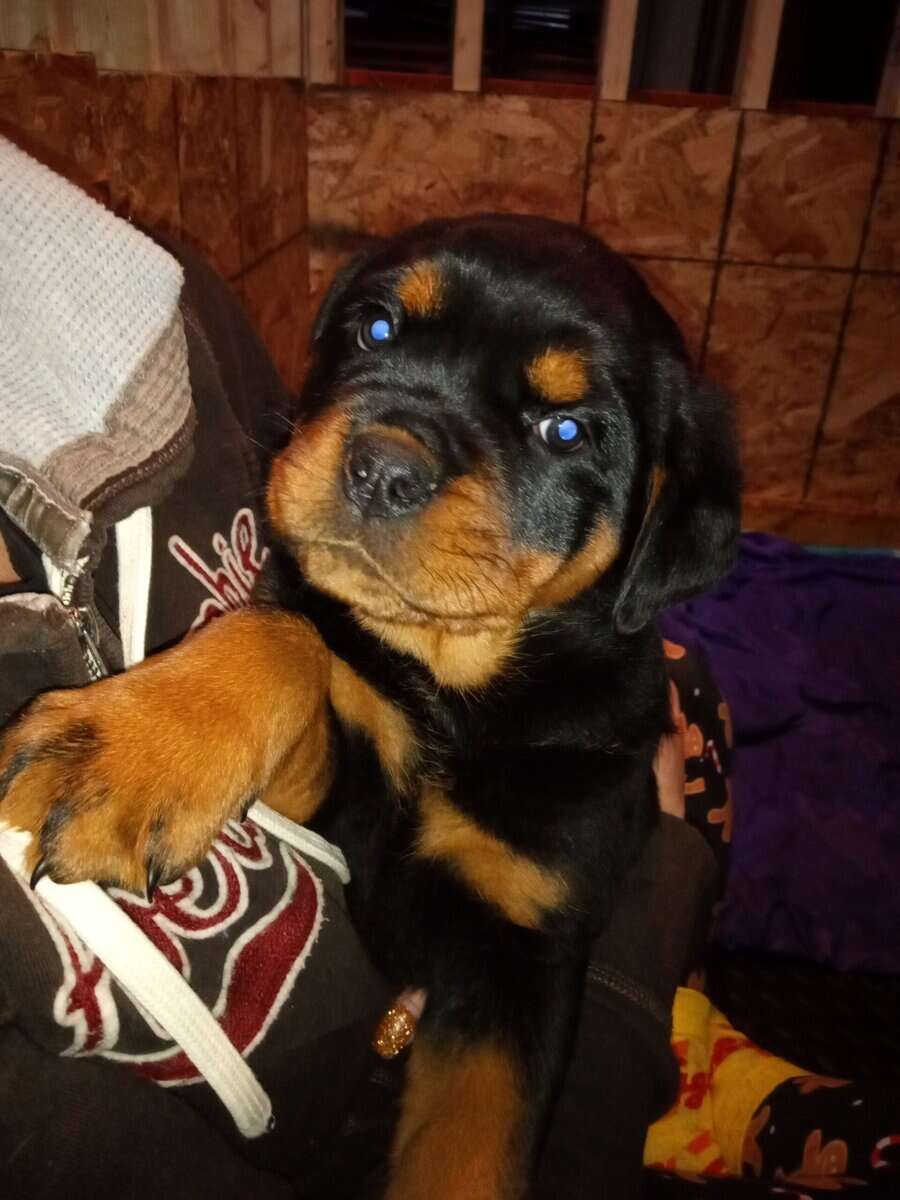 Rottweiler puppies AKC image 3