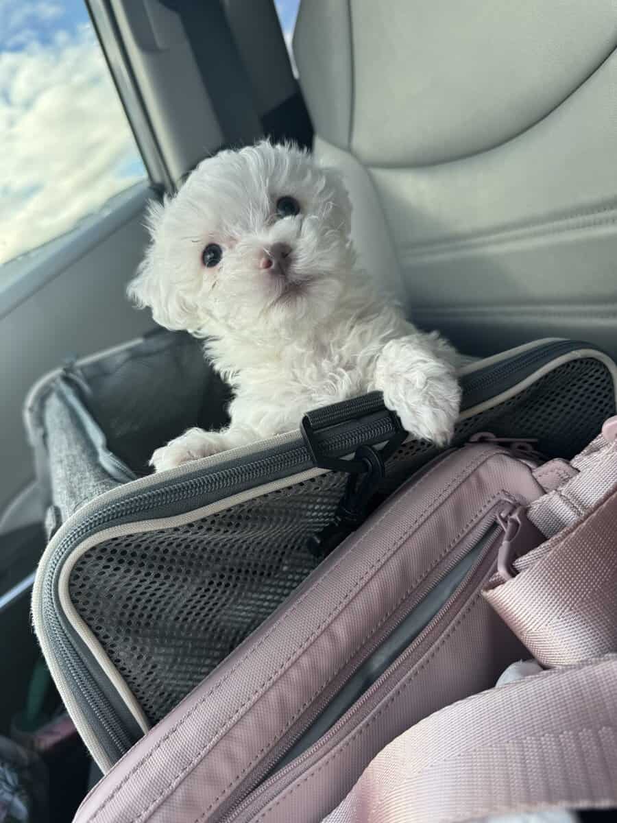 Maltipoo puppy image 1