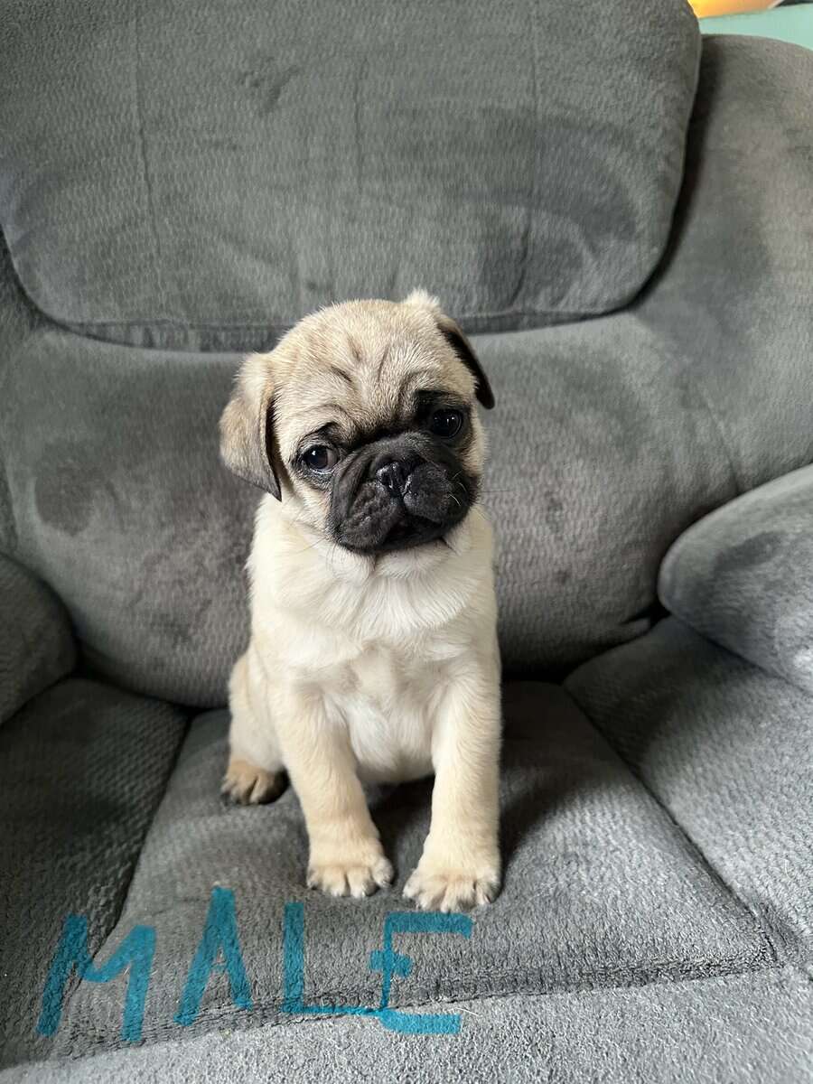 Ckc pug puppies 9 weeks image 4