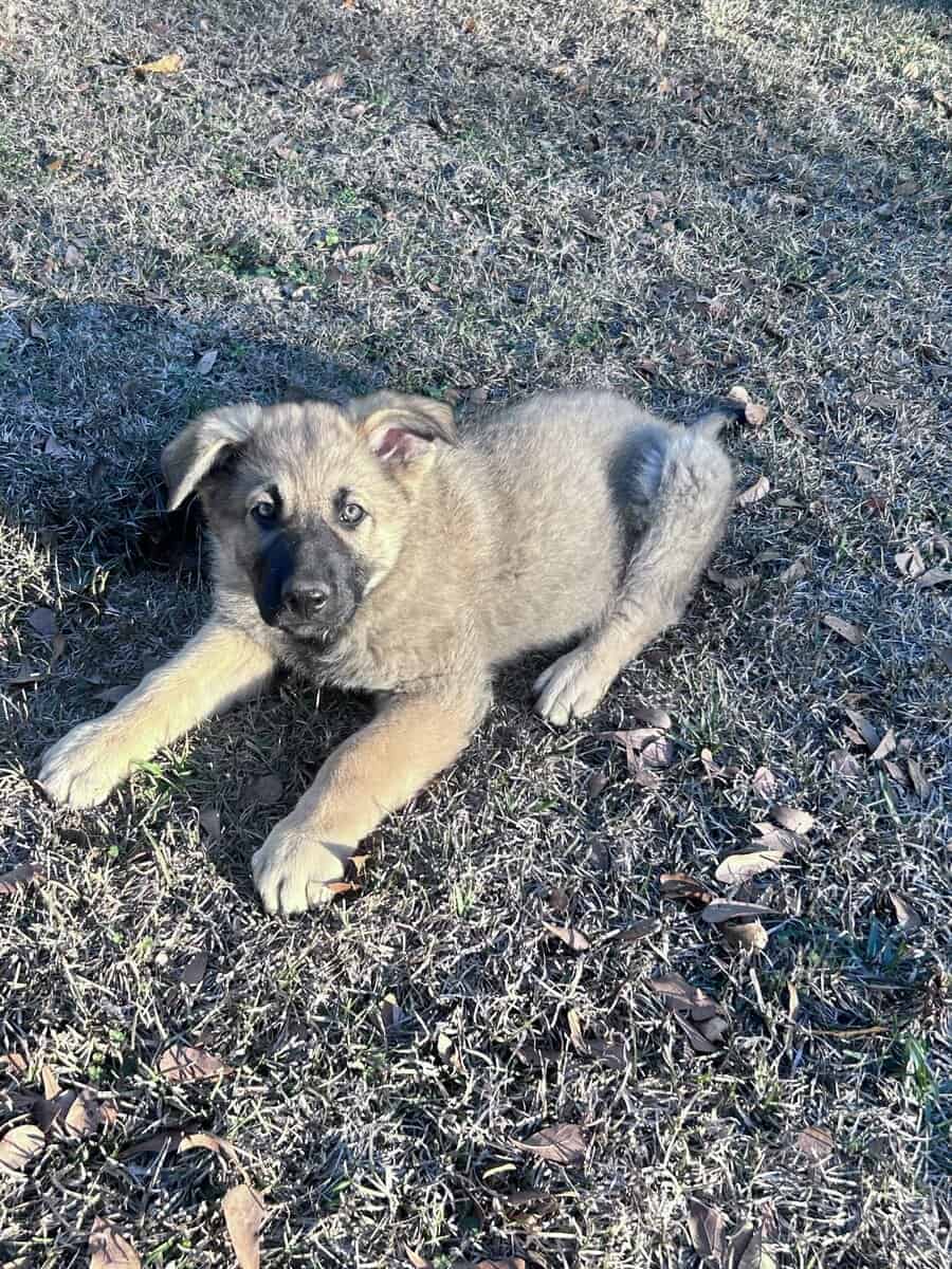 German Shepherd Puppies image 11