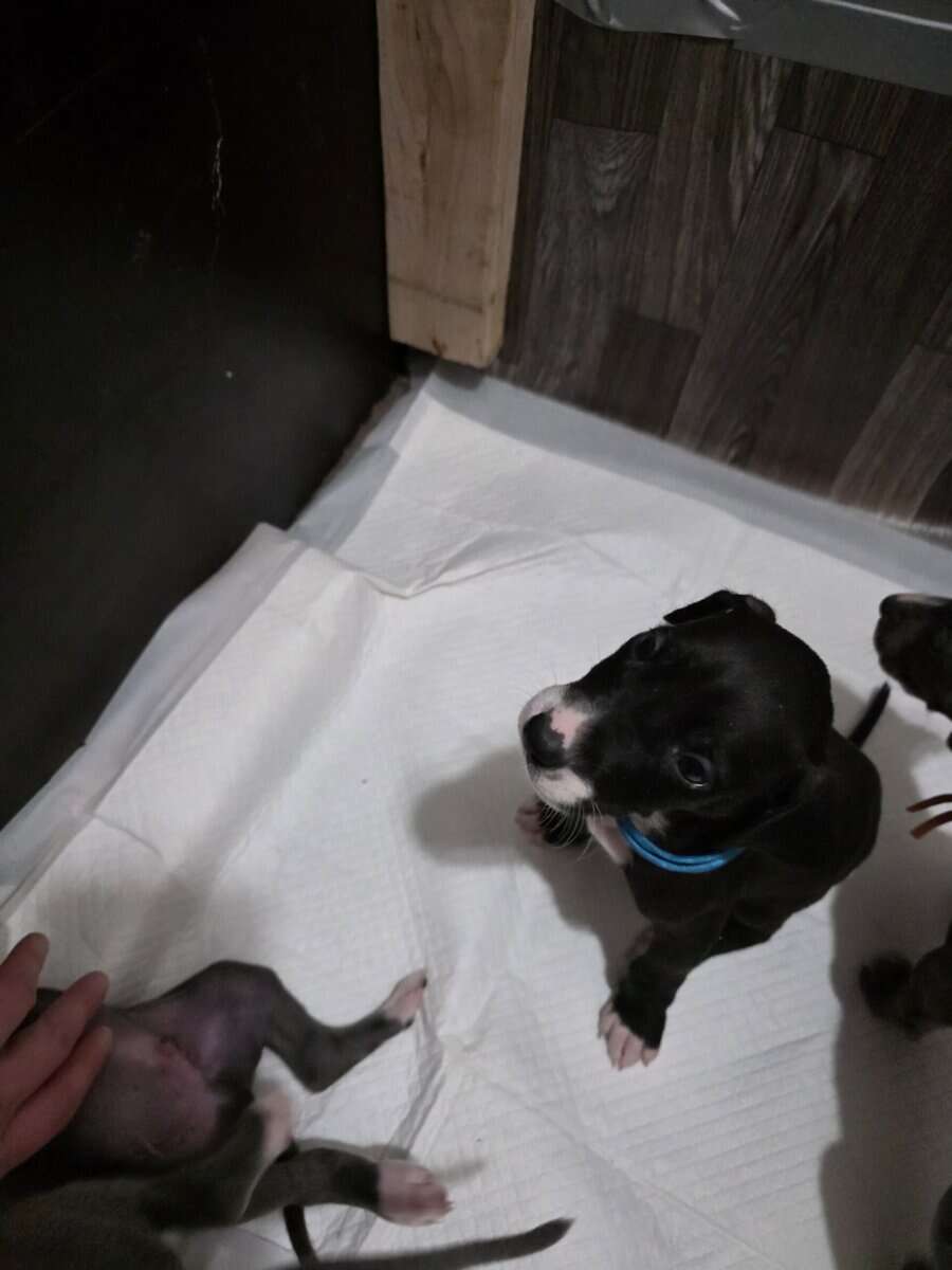 AKC Great Dane Puppies for sale image 3