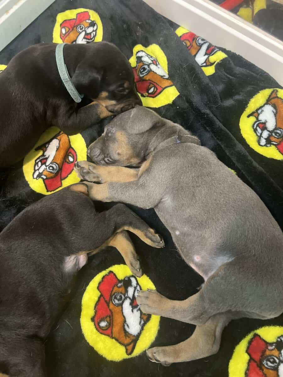 doberman image 3