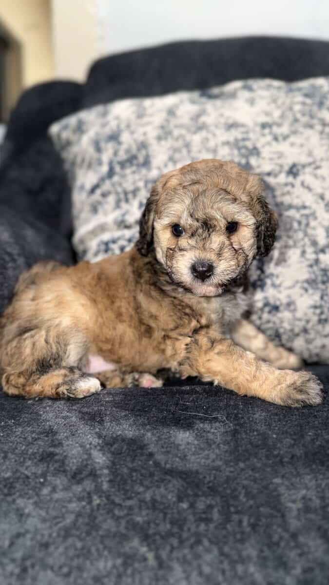 Maltipoo puppies image 5