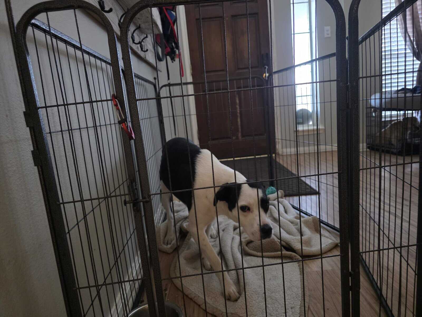 2 great pups up for rehoming image 2