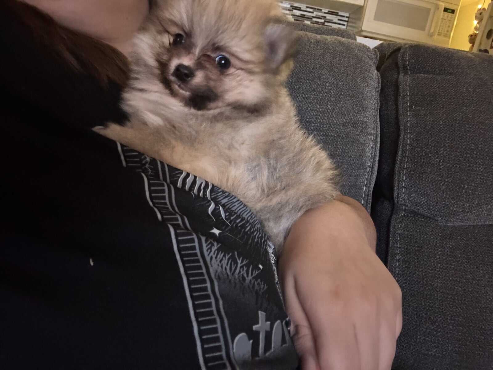 Pomeranian puppy image 7