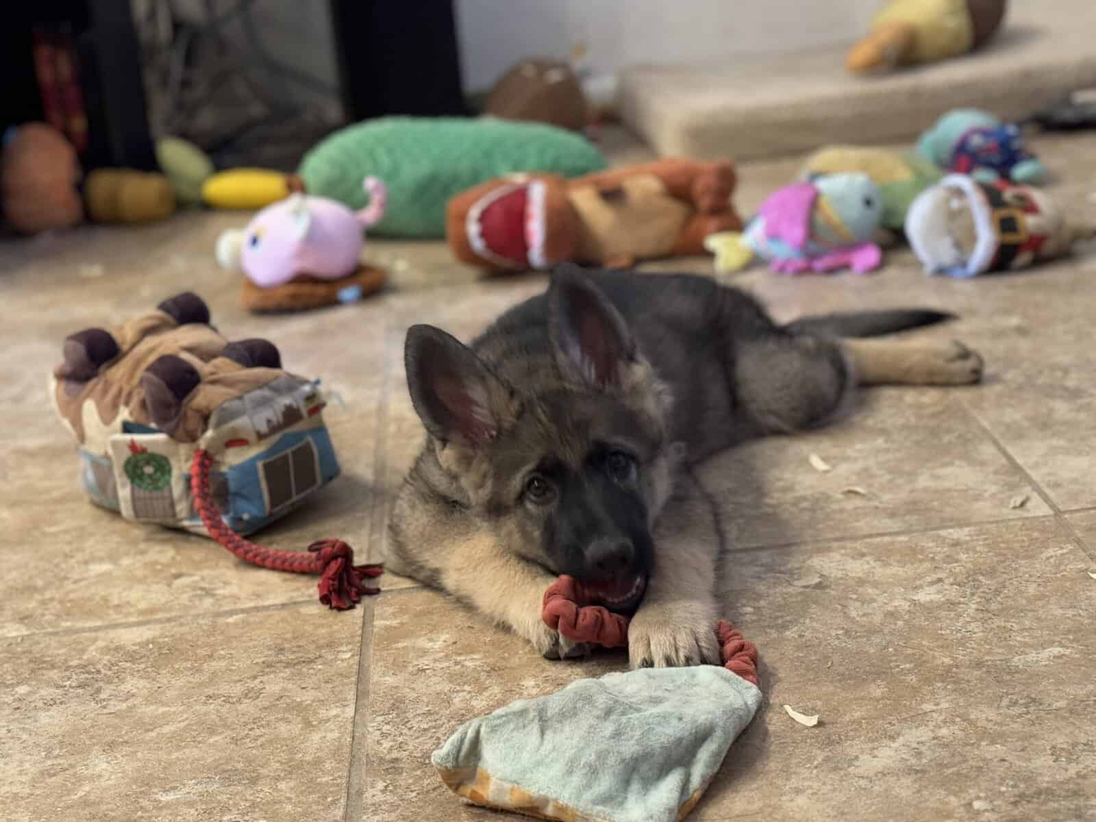 German Shepherd puppy, Red Sable image 3